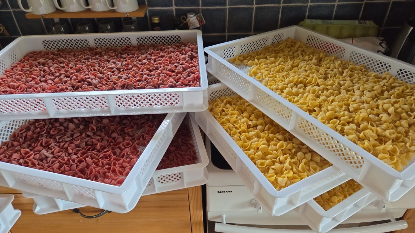 The coloured shell pasta, close up