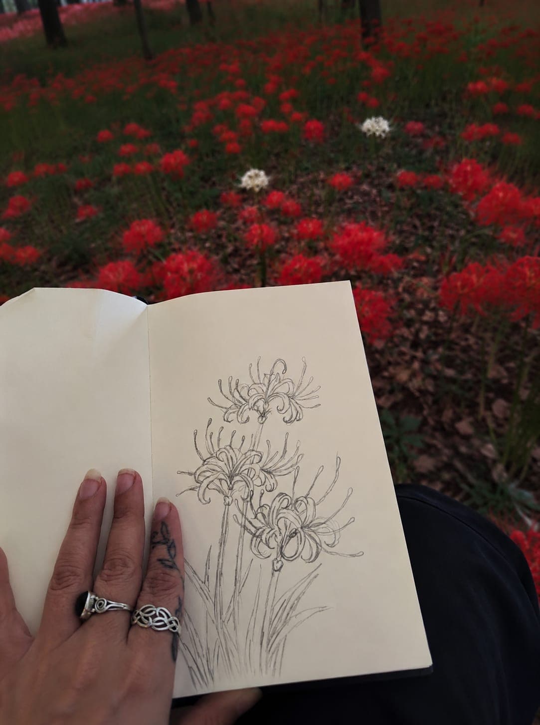 A sketchbook drawing of spider lilies, held open in front of a field of real spider lilies